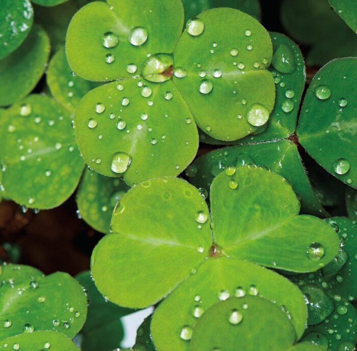 Redwood sorrel
