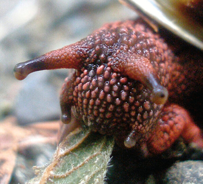 Forest snail