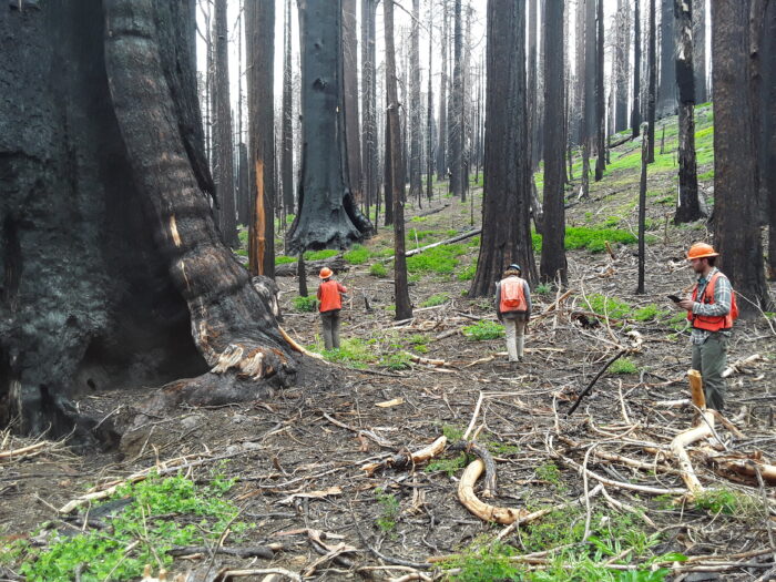 Three researchers in bright orange vests and hard hats take readings in a grove of blackened giant sequoia trees.