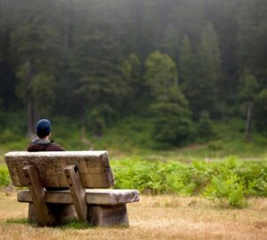 A person in a knit cap sits on a wooden bench looking out across green ferns towards a forest of redwood trees