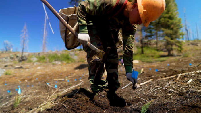 Crew members in hard hats carrying large bags plant seedlings