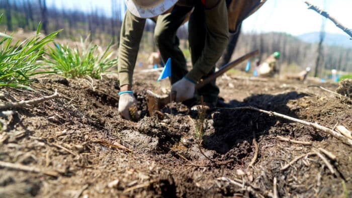 A person wearing gloves and kneeling while digging a hole to plant trees. A blue flag marks the spot.