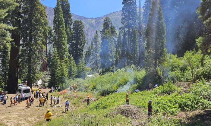 A wide shot of people spread out across green undergrowth with a small fire and wisps of white smoke. Several large sequoia trees stand in the background.