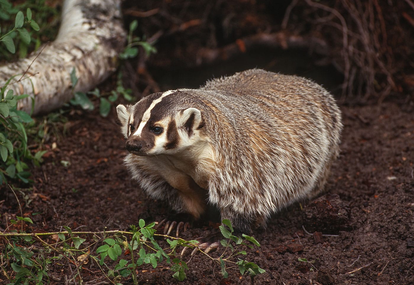 An American badger stands alert on the forest floor, showcasing its distinctive facial markings and powerful claws, perfect for digging.