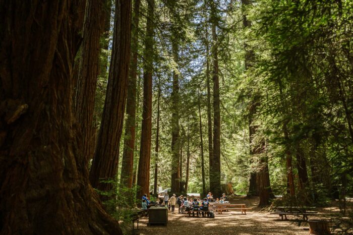 Wide shot of a group of kids gathered at picnic tables beneath tall, sunlit redwood trees