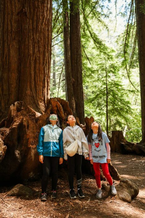 Three young girls gaze upwards toward the tops of the redwood trees.
