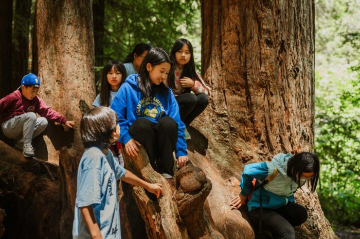 Redwood Rides