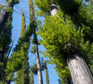 Bottle brush regrowth on redwoods recovering from fire