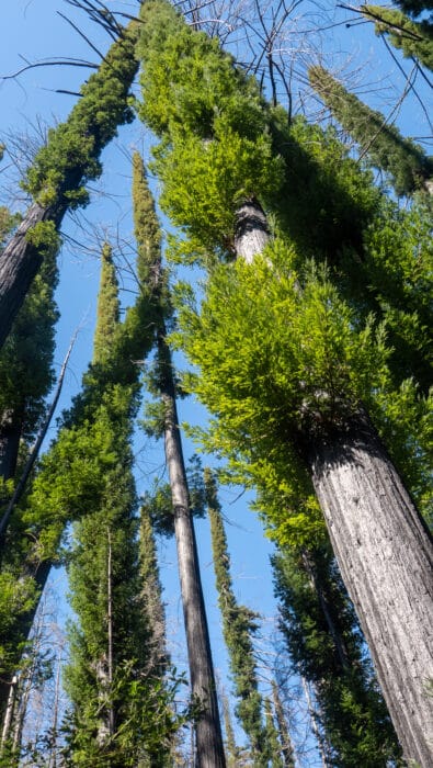 Bottle brush regrowth on redwoods recovering from fire