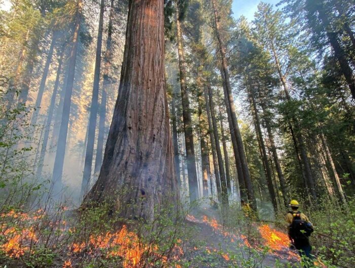 A fire fighter stands in a sequoia grove with small fires burning undergrowth beneath a large tree at center