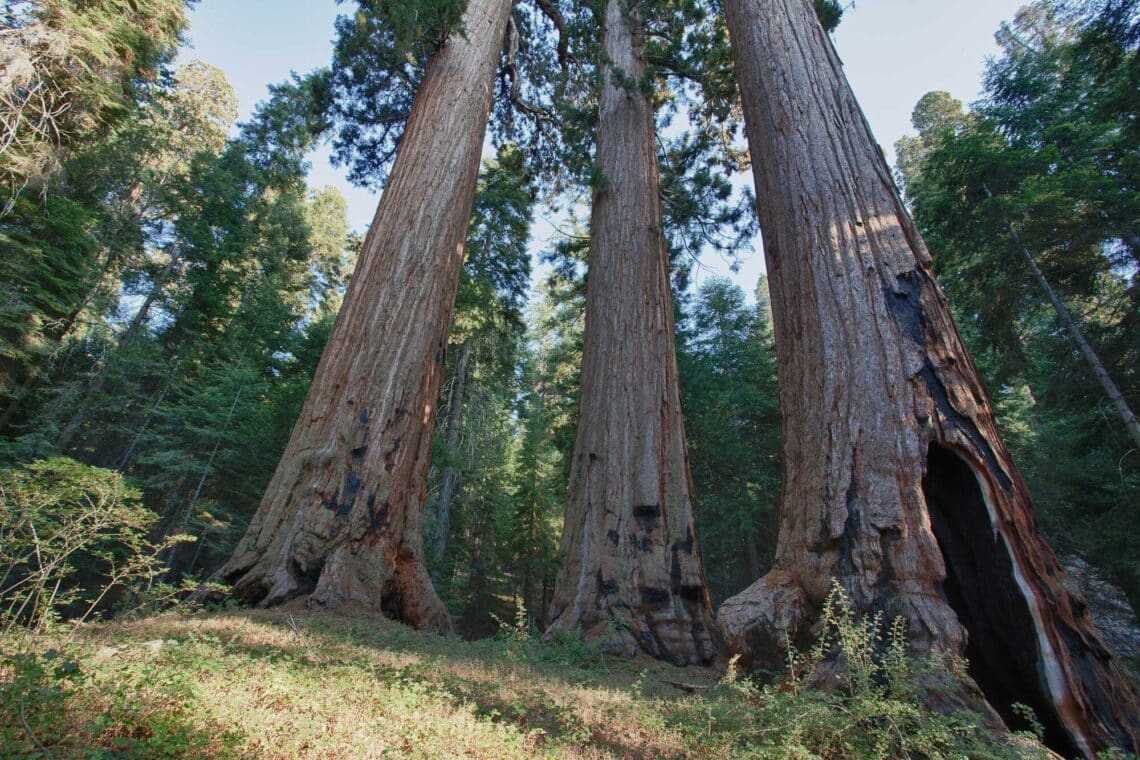 The giant sequoia trees on a green slope, the far right one with a large darkened cavity at its base.