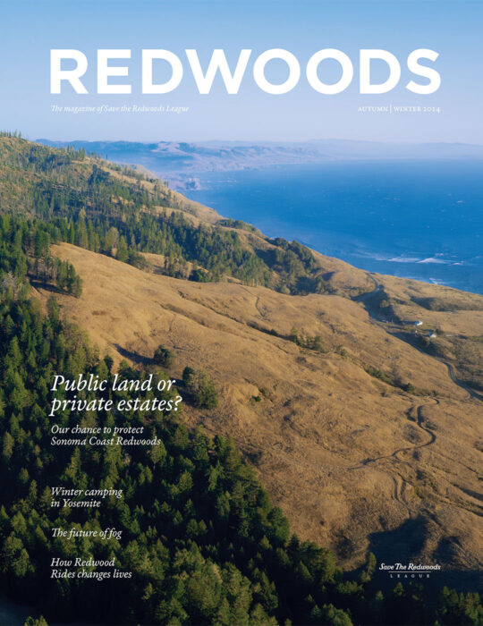 Redwoods Magazine Autumn-Winter 2024 cover