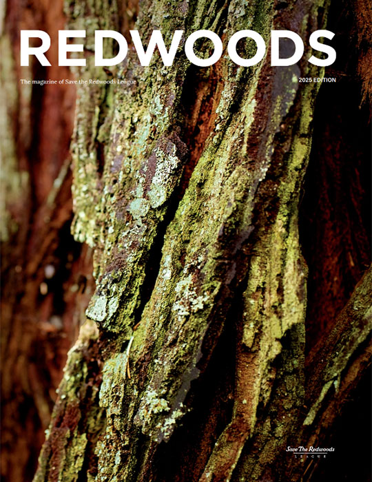 Redwoods Magazine Autumn-Winter 2024 cover