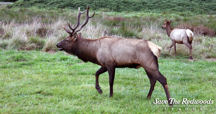 Elk and other large mammals live among the redwoods.