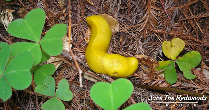 Banana slugs slither along the forest floor.