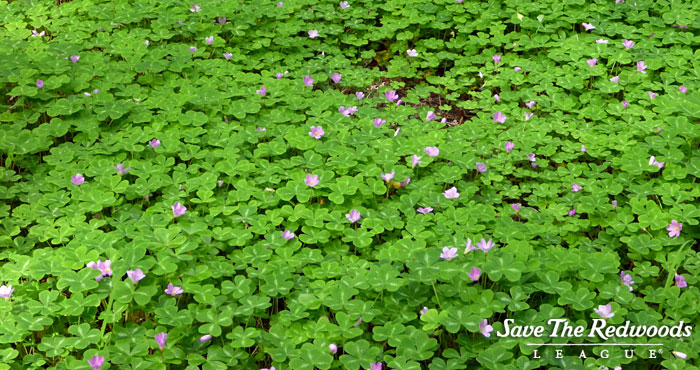 Redwood sorrel often covers the forest floor.