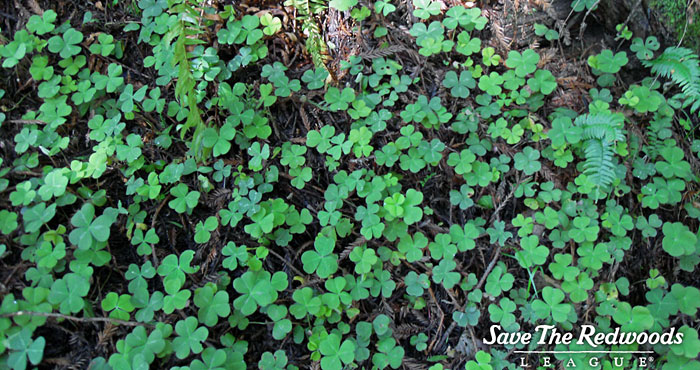 Redwood sorrel often covers the forest floor.