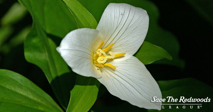 Many wildflowers, including trillium, benefit from the redwoods' shade.