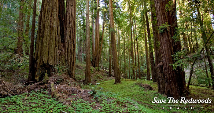 A redwood forest understory. Photo by Paolo Vescia