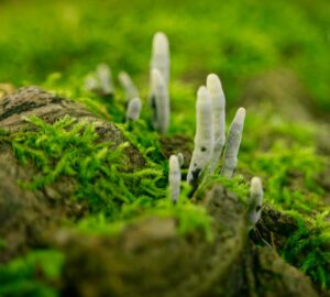 Thin, pale fungii that look like fingers emerge from moss