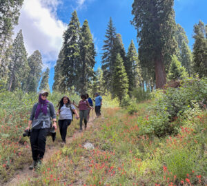Four people walk down a hillside hiking trail with colorful wildflowers in the foreground and giant sequoia trees in the background