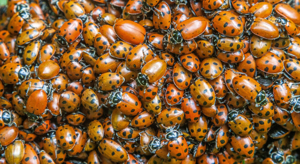 Gathering ladybugs