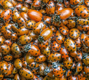 Ladybugs gathering