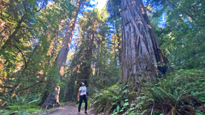 Woman walking among redwoods at Cathedral Grove at Mailliard Ranch