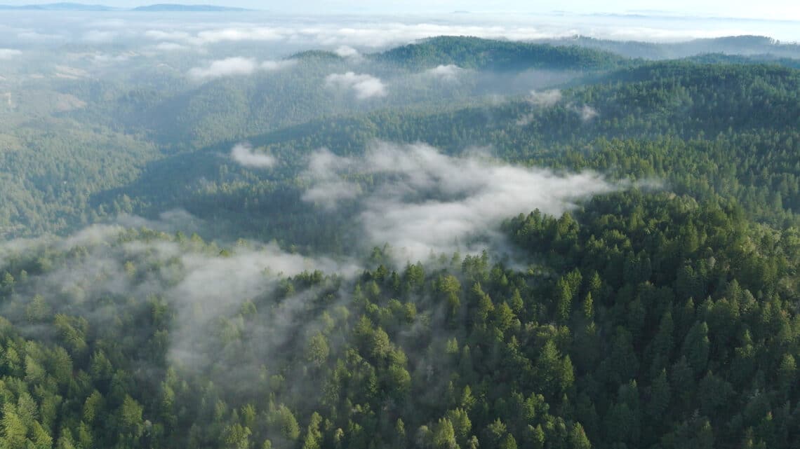 Aerial view of a vast, lush redwood forest with rolling hills covered in dense evergreen trees. Low-lying mist drifts through the towering redwoods, creating a serene and ethereal atmosphere.