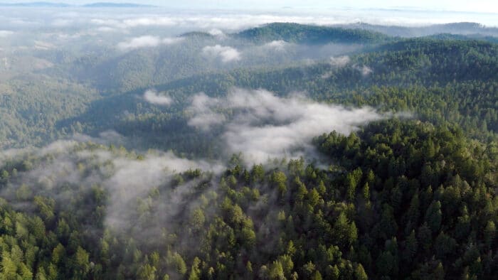 Aerial view of a vast, lush redwood forest with rolling hills covered in dense evergreen trees. Low-lying mist drifts through the towering redwoods, creating a serene and ethereal atmosphere.