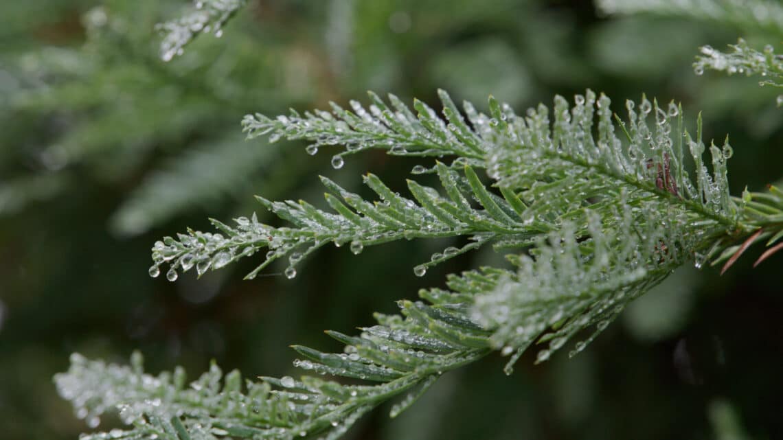 Redwood Needles
