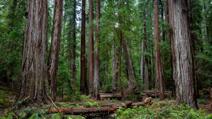 Montgomery Woods Park Project