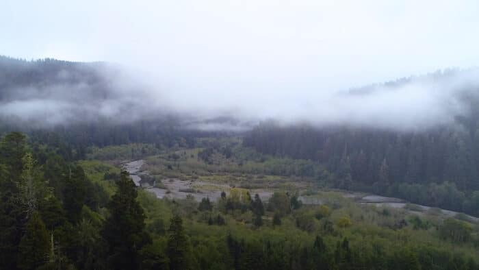 A river running through a foggy redwood forest