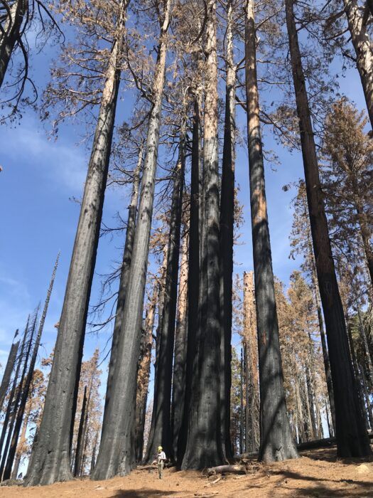A researcher wearing a hard hat looks tiny, standing at the base of blacked sequoia trees.