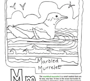 Redwood coloring page educational activity