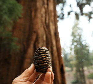 A hand holds up a giant sequoia cone in the foreground with a sequoia tree in the background