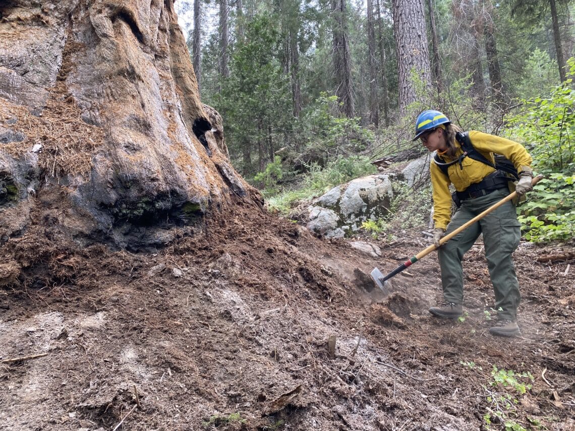 A woman wearing fire safety gear rakes the soil around the base of a giant sequoia