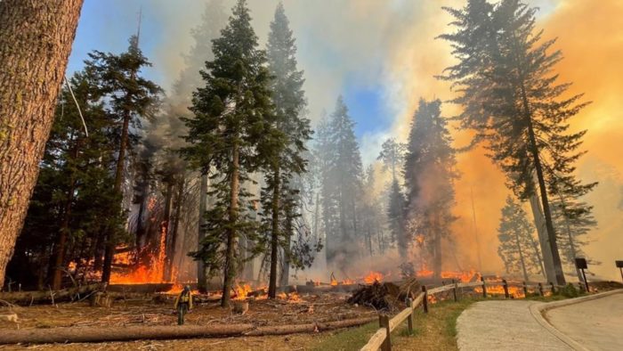 Giant sequoias endangered by megafires