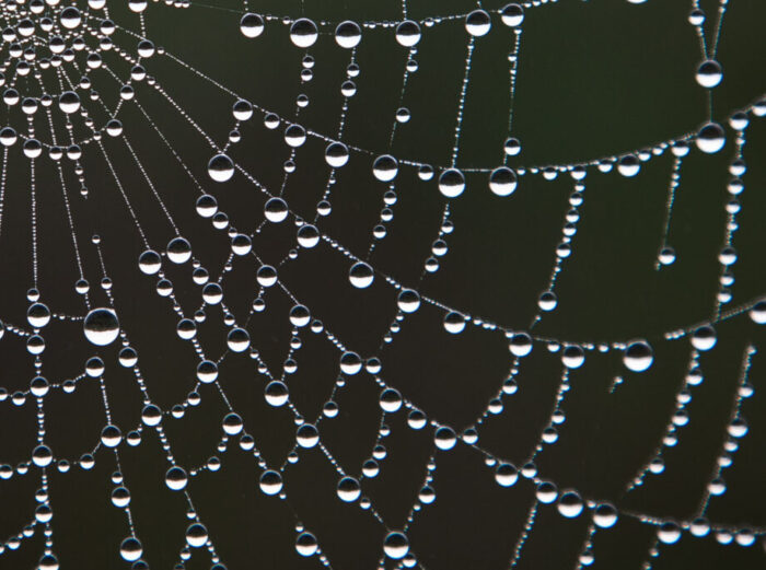 Water drops on spider web